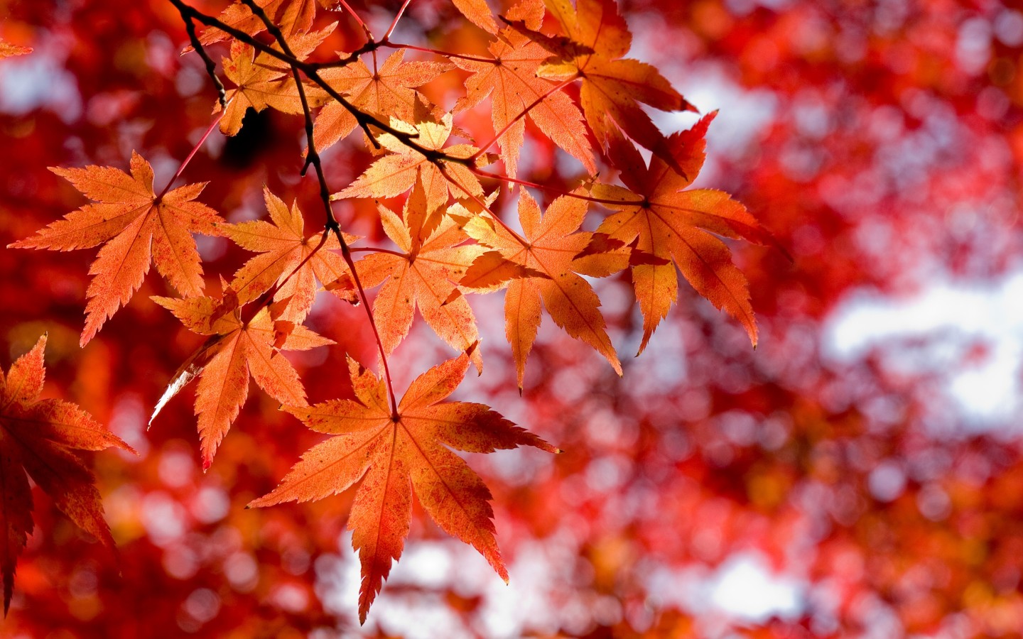Красные кленовые листья