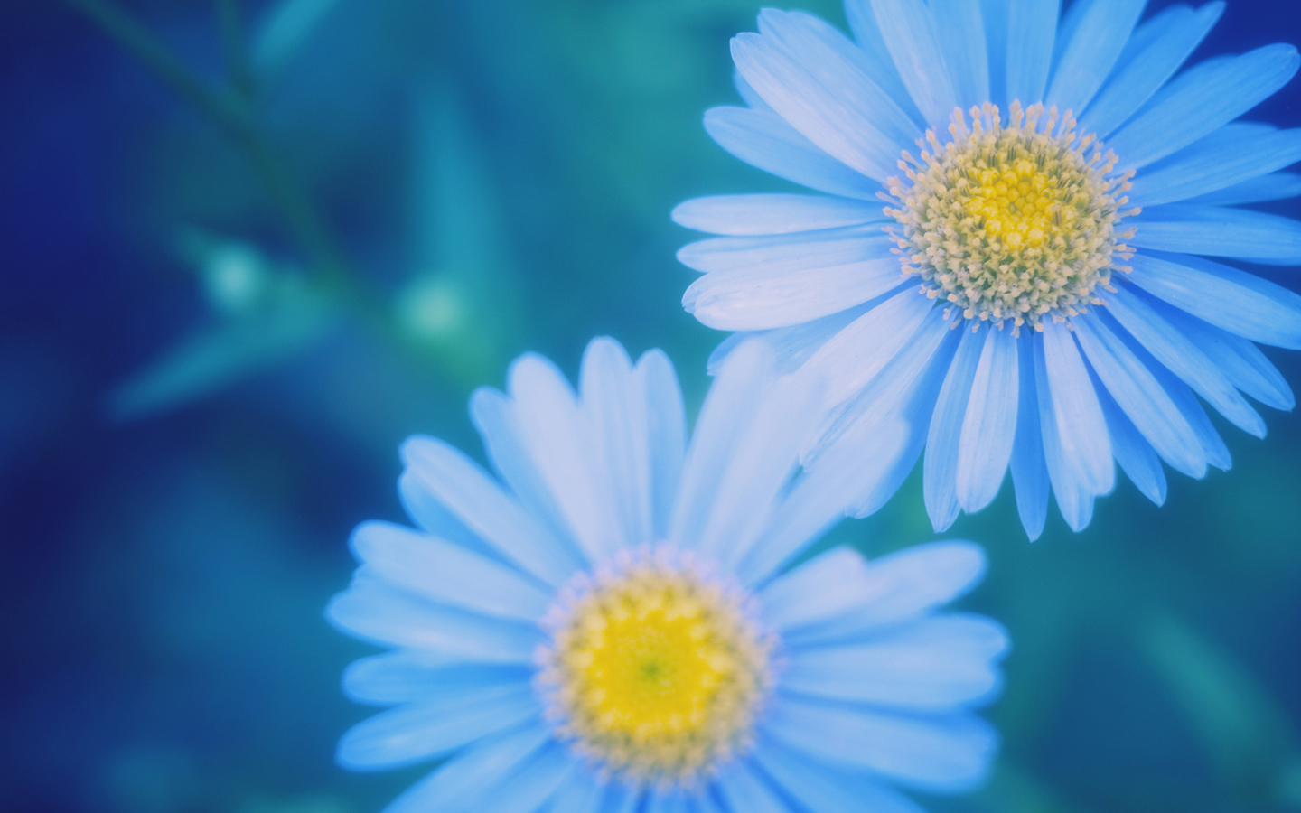 Маргаритки