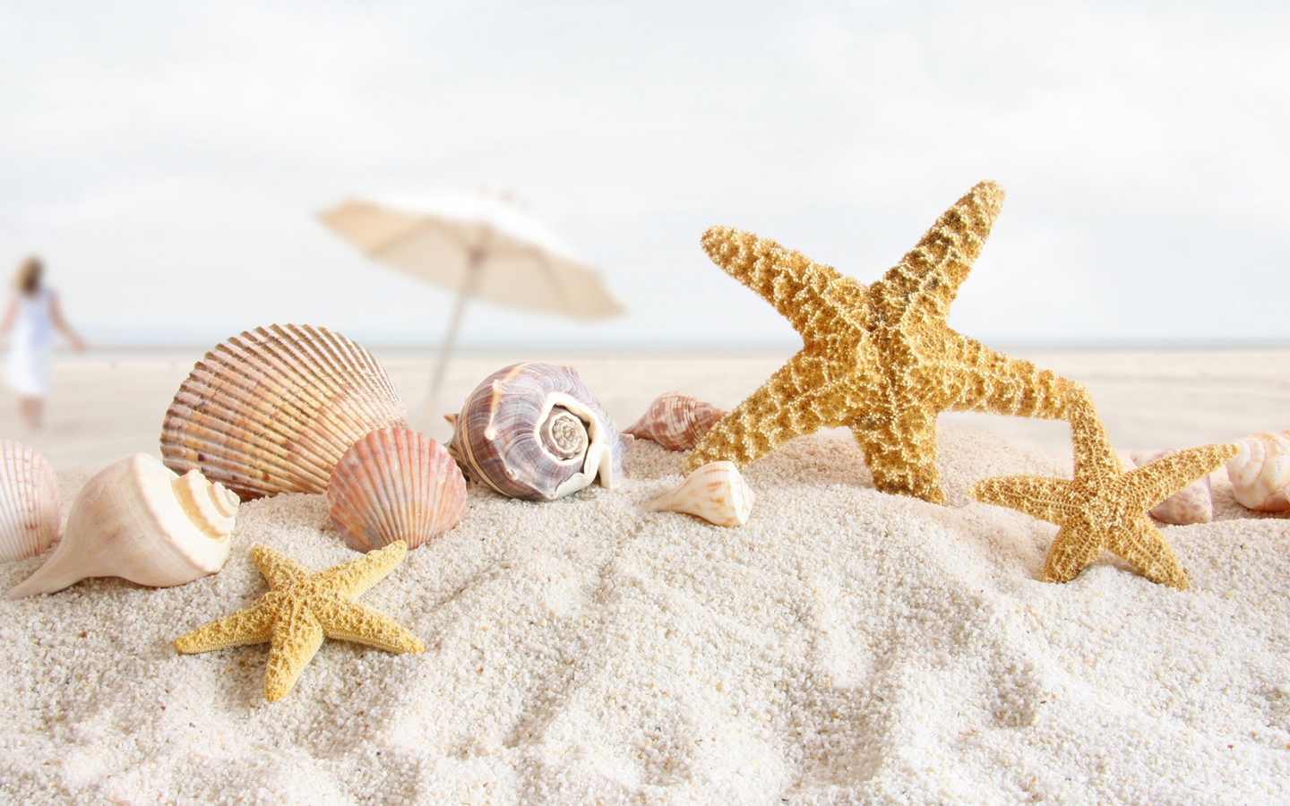 Морские раковины