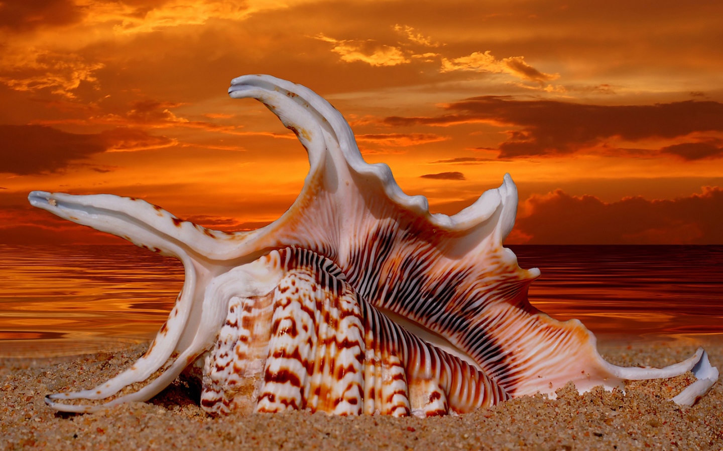 Раковина на закате