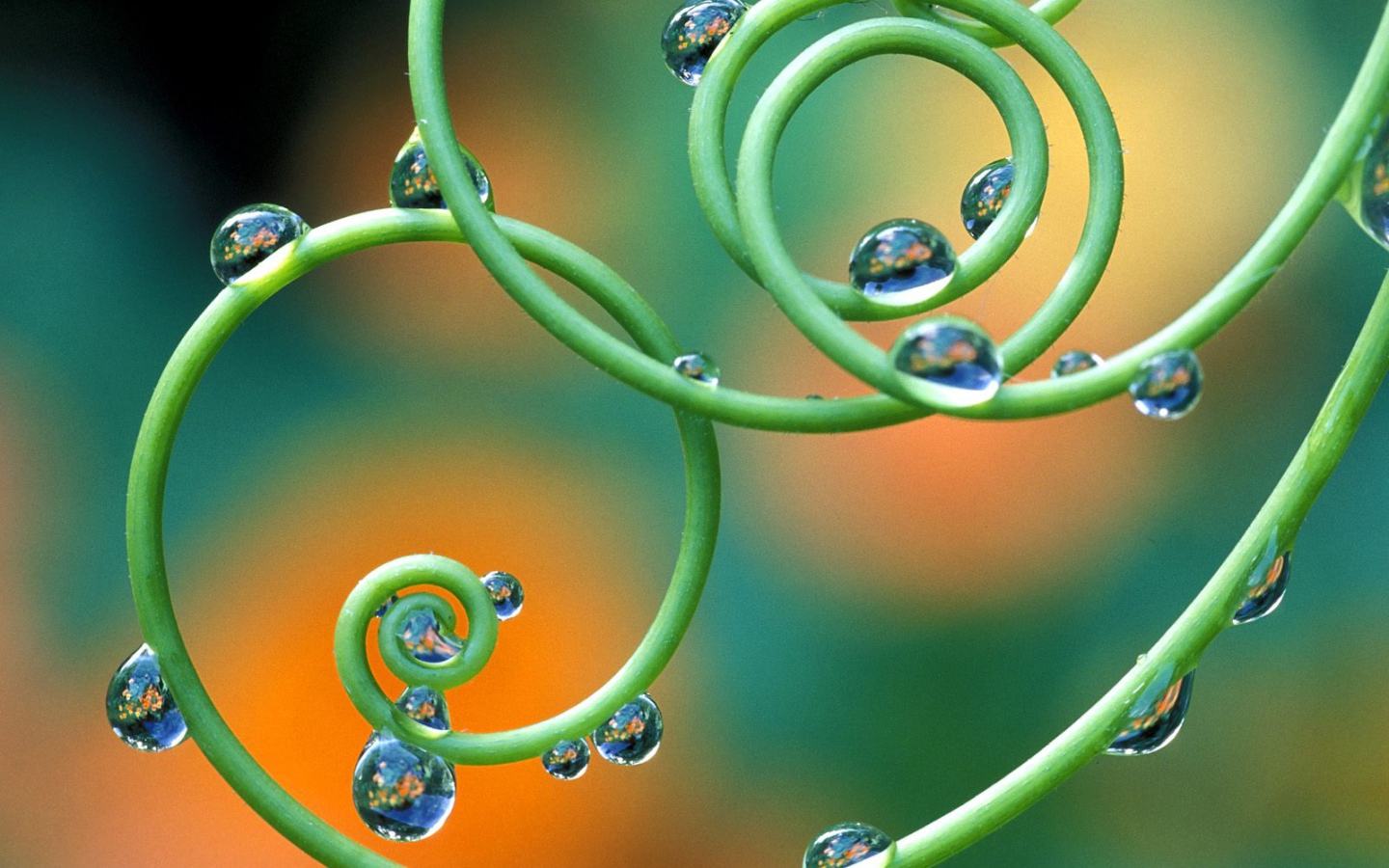 Капельки росы