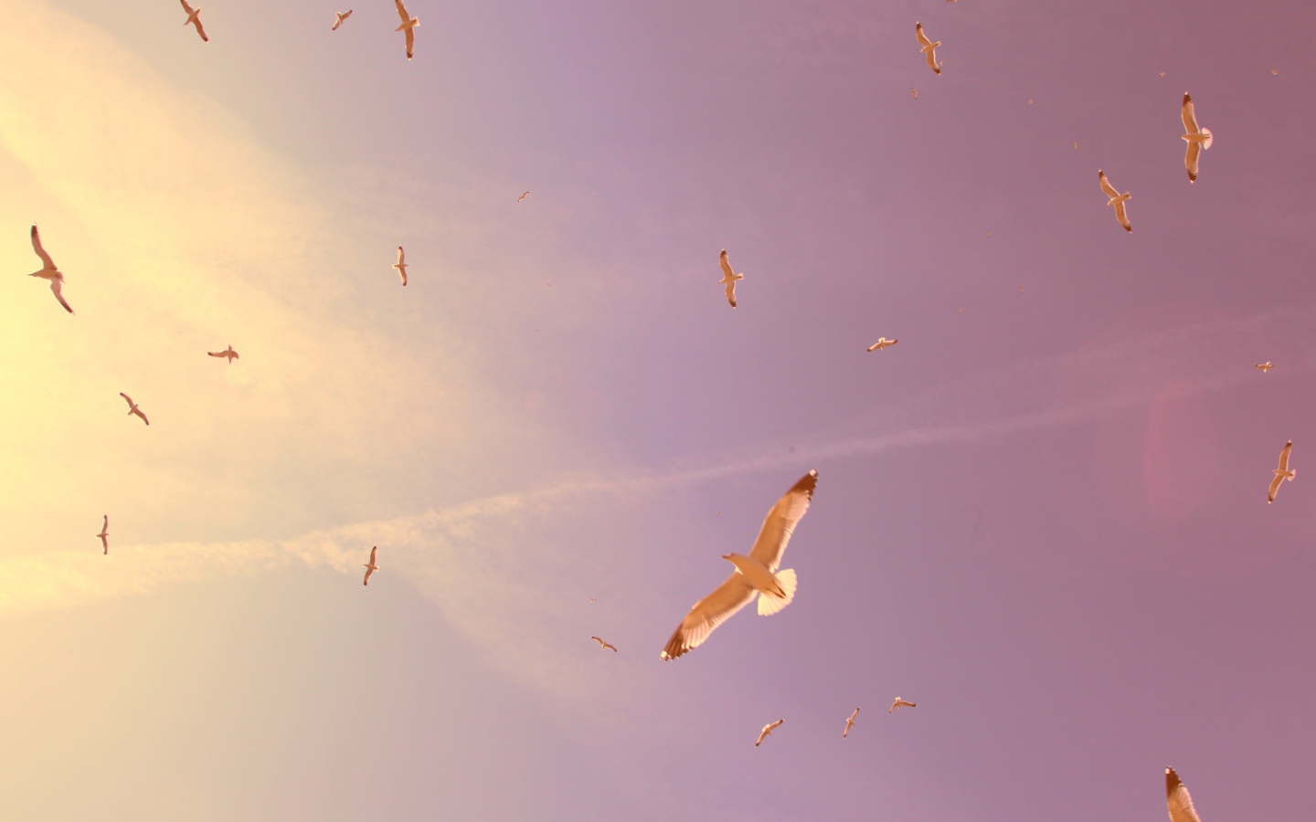 Птицы в полете