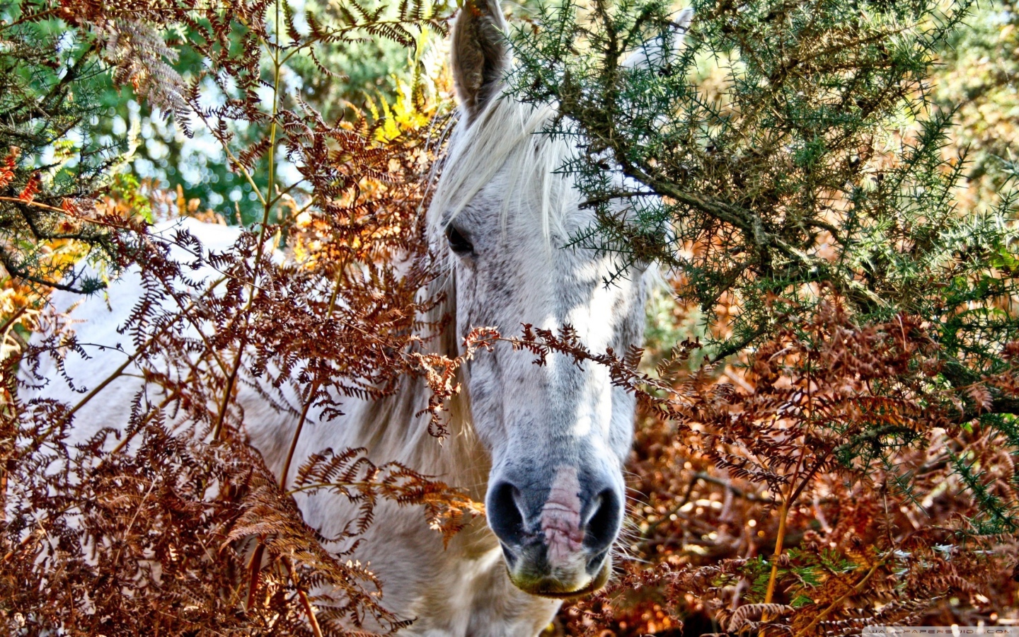 Дикая лошадь