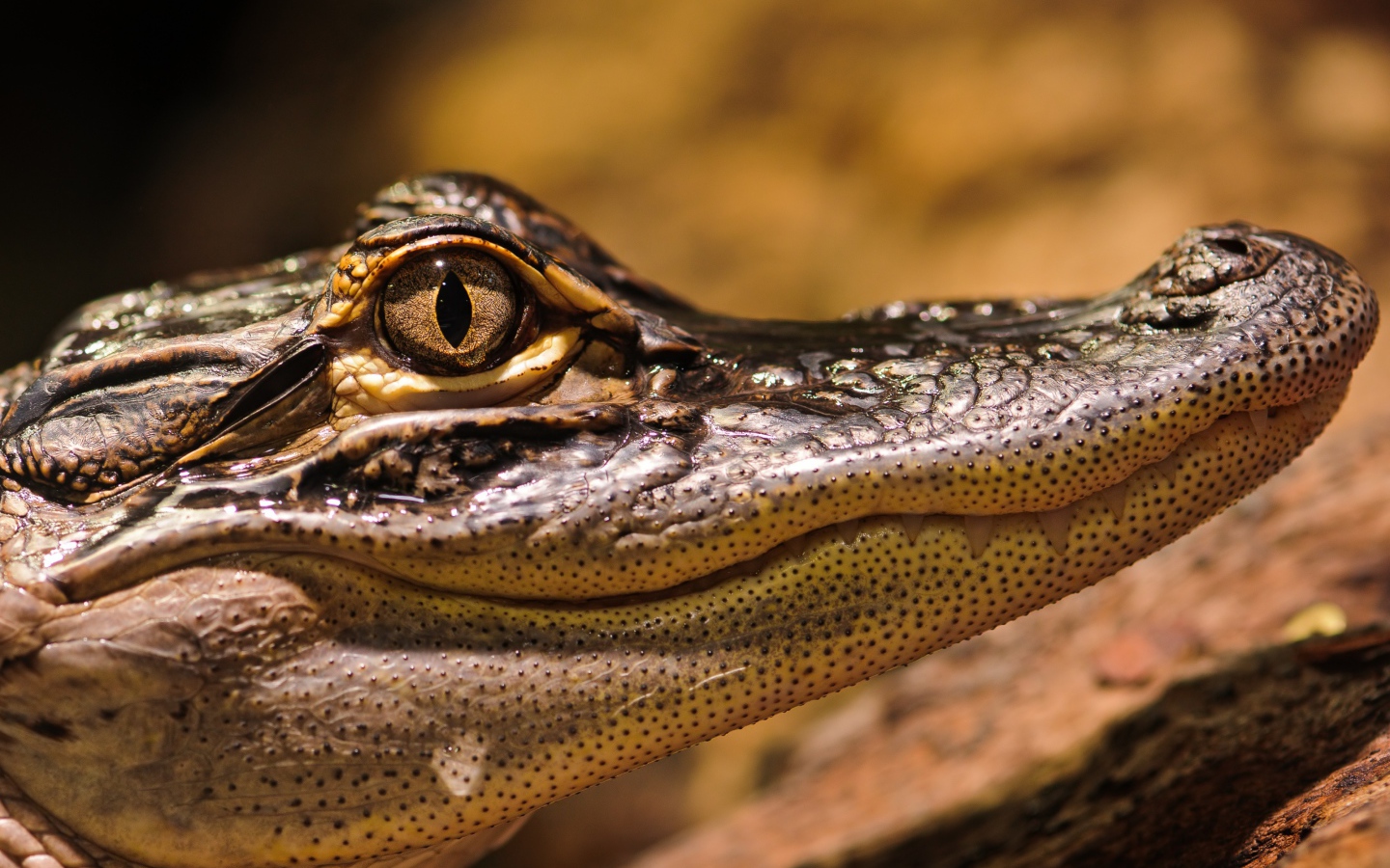 Американский аллигатор