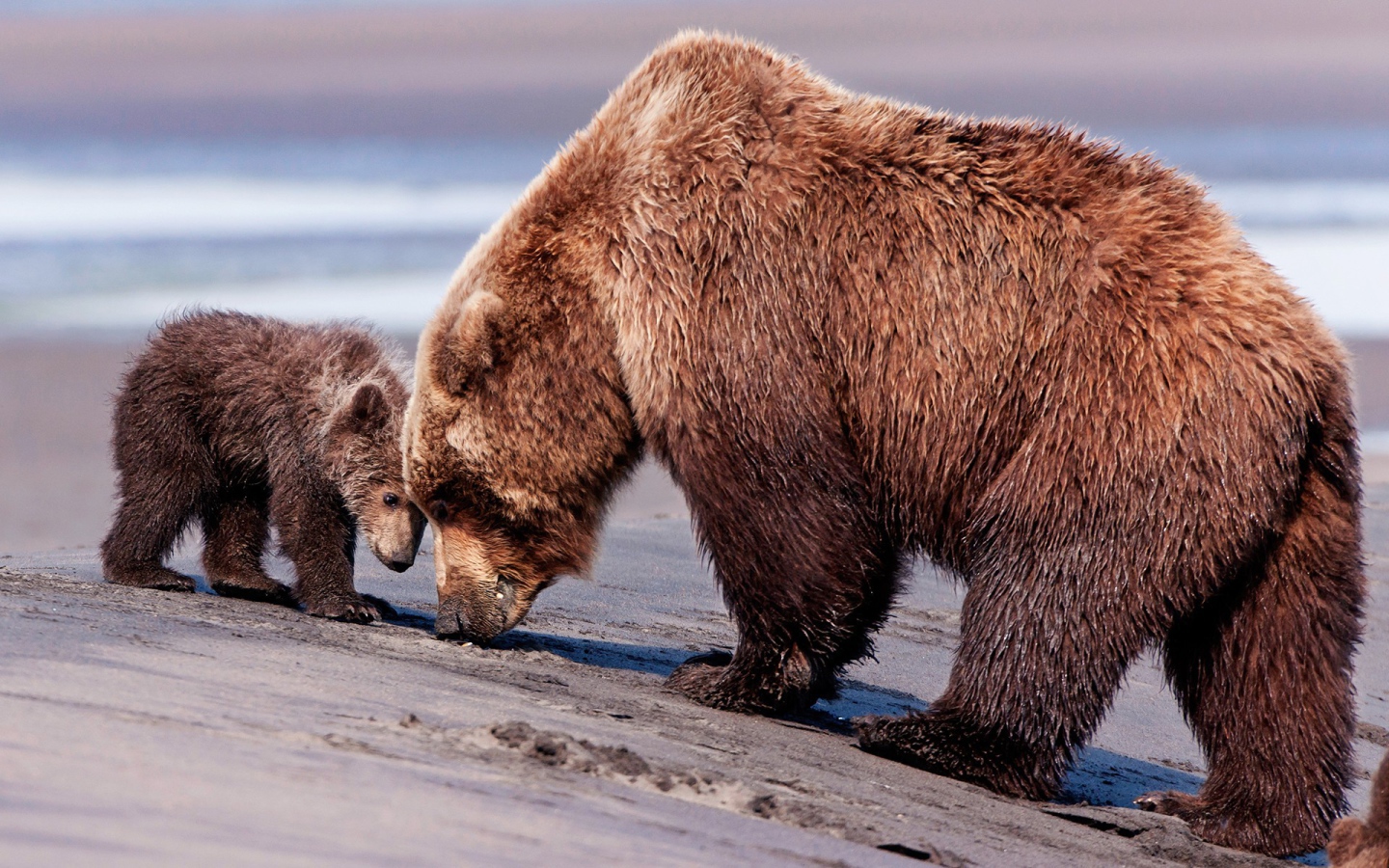 Медведица и медвежонок гуляют