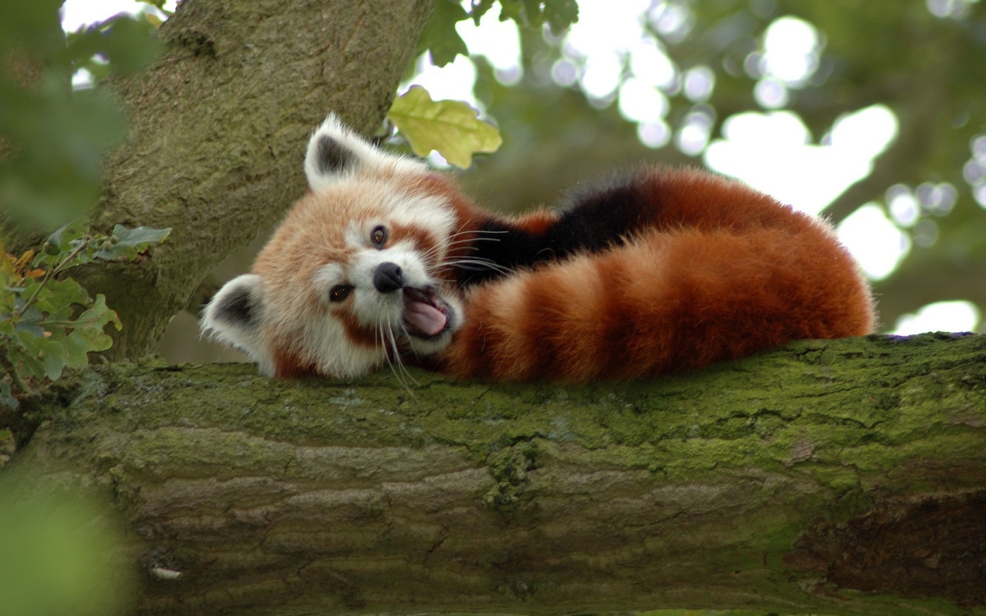 Животное бамбо