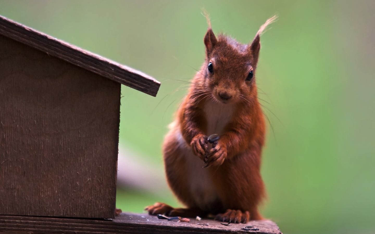 Белка у кормушки