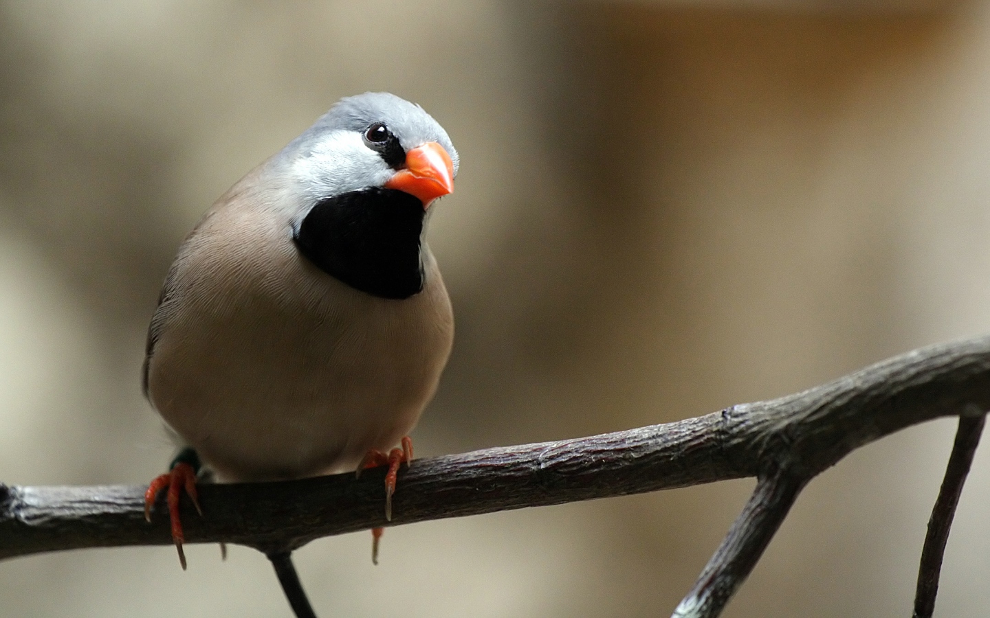 Птица с оранжевым клювом