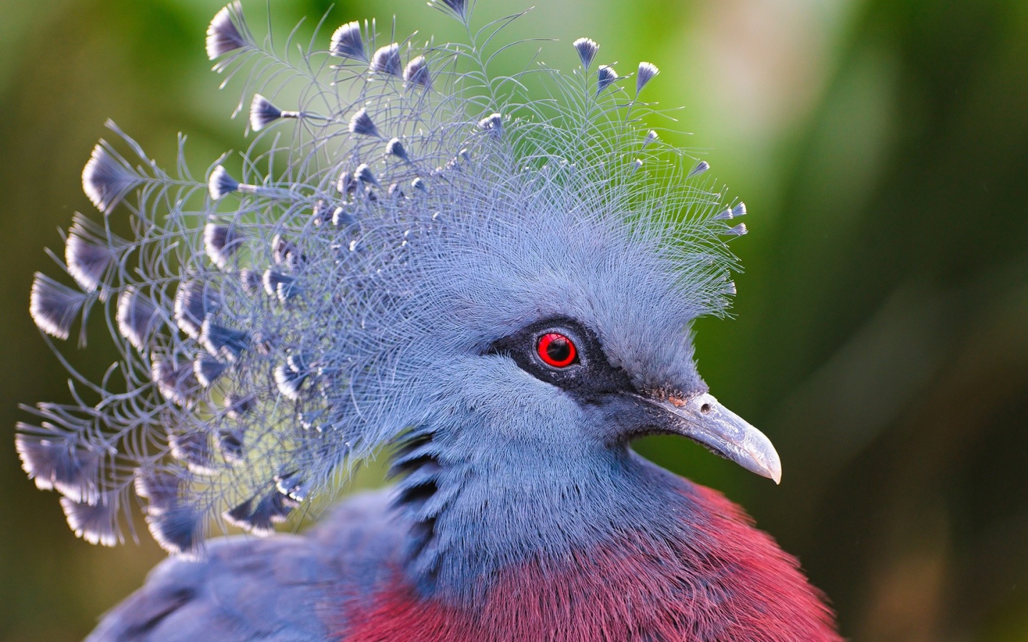 Синяя птица с красными глазами