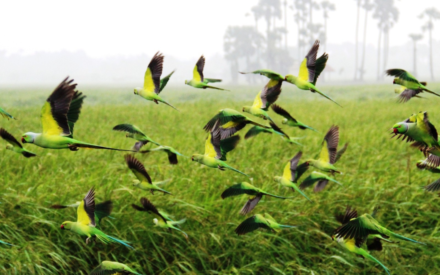 Взлетает стая попугаев