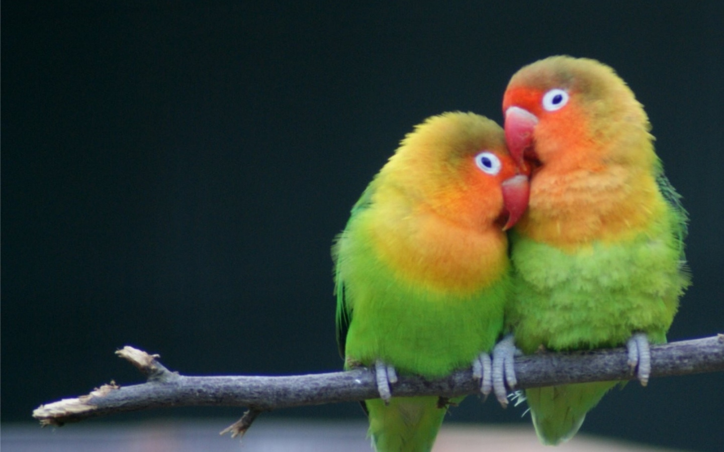 Love on a branch