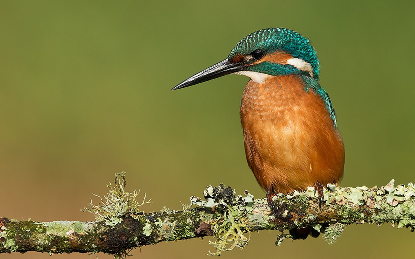 Птичка с большим клювом