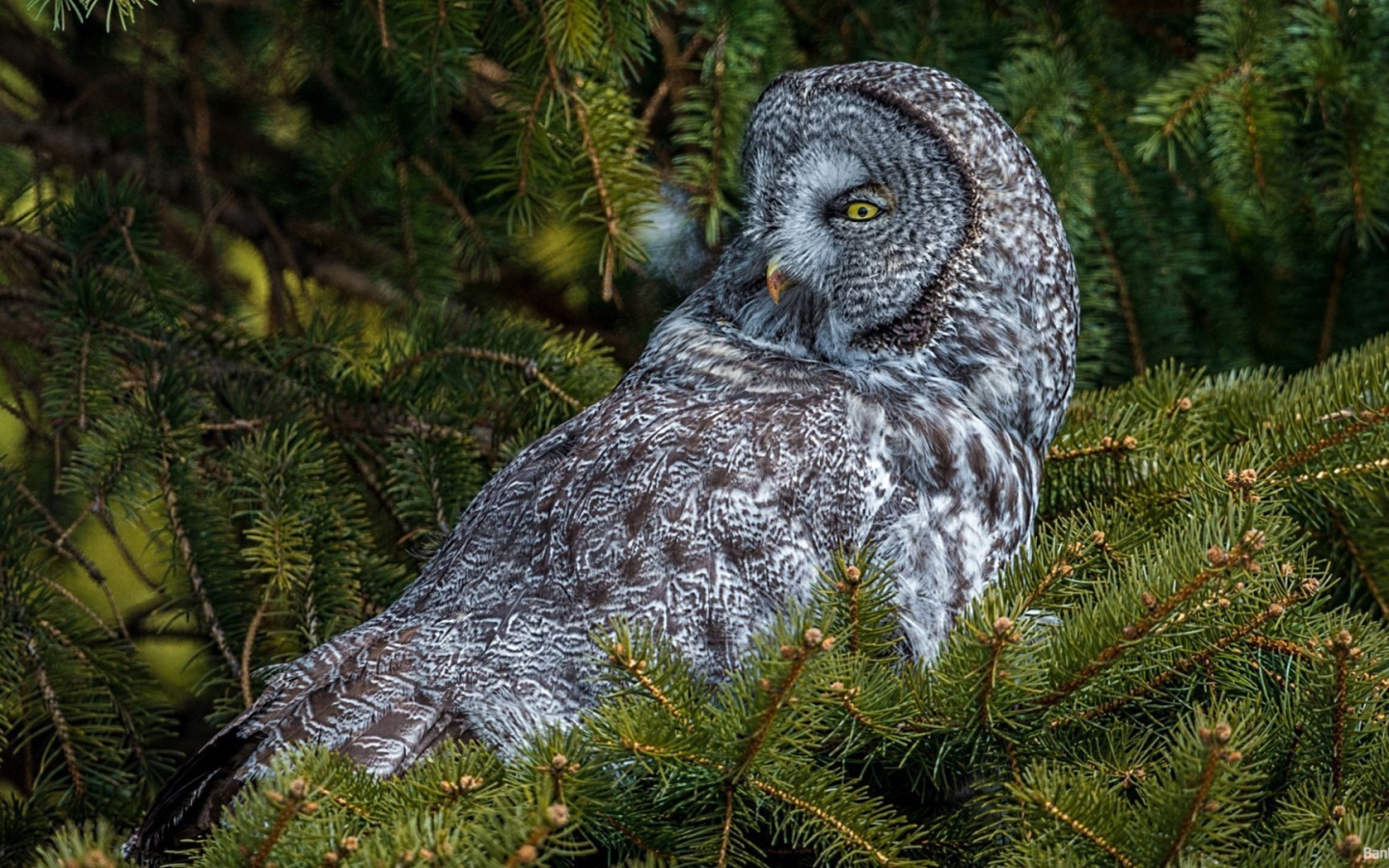 Сова сидит на дереве