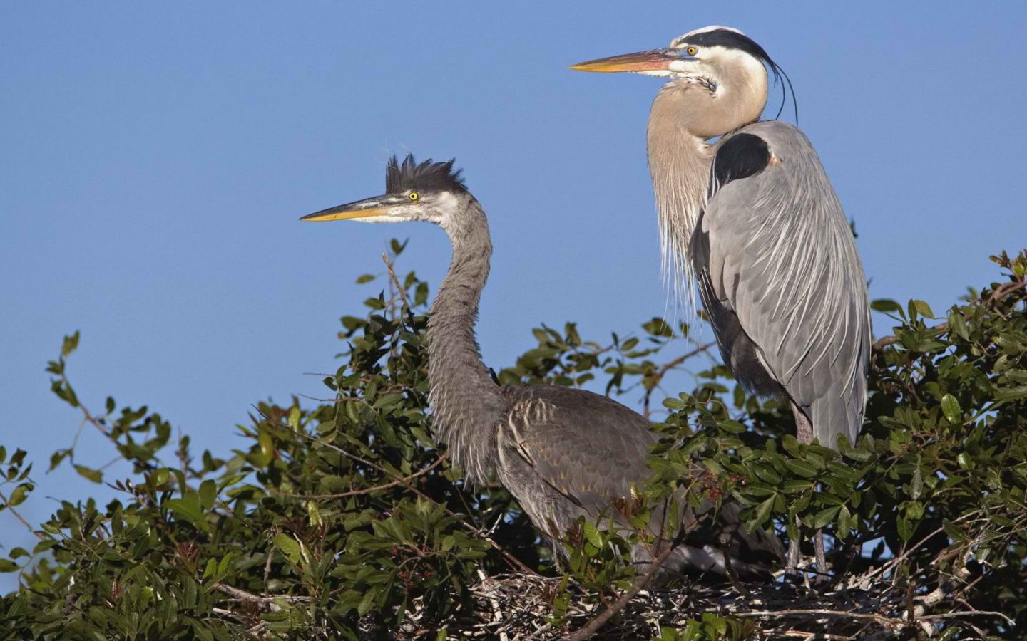 Венецианская цапля на гнезде