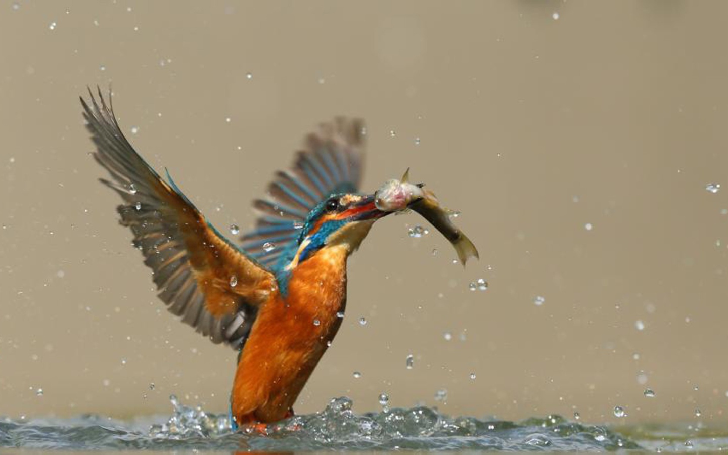 Птица поймала рыбу