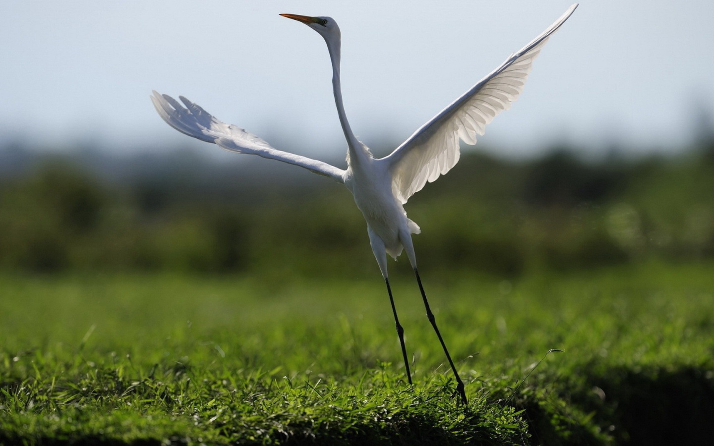 Белый журавль взлетает