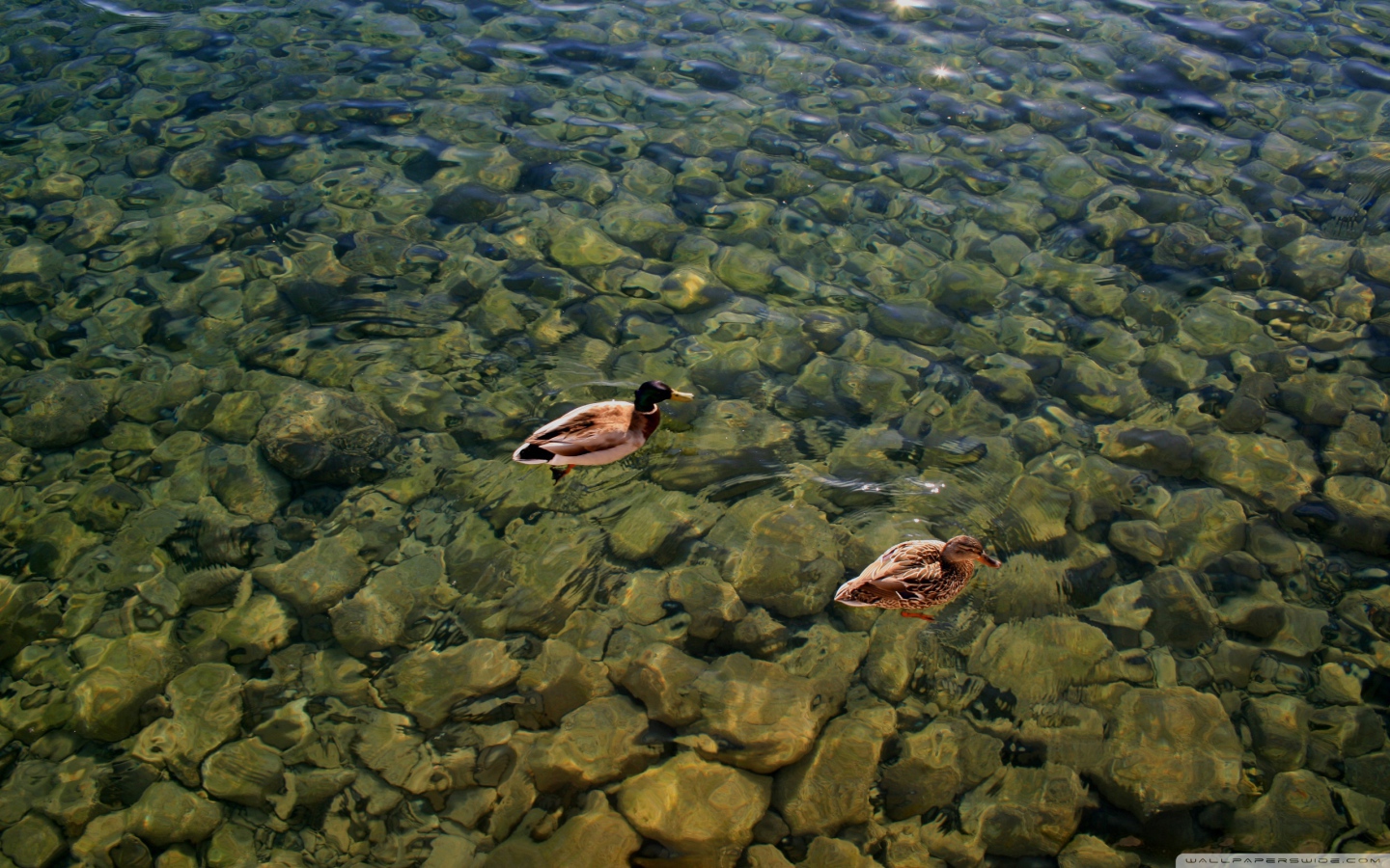 Дикие утки на воде