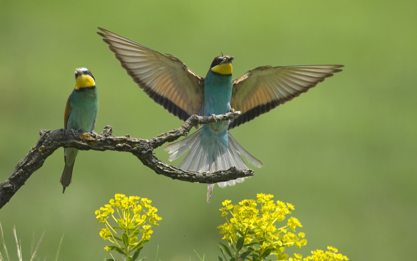 Европейские птицы