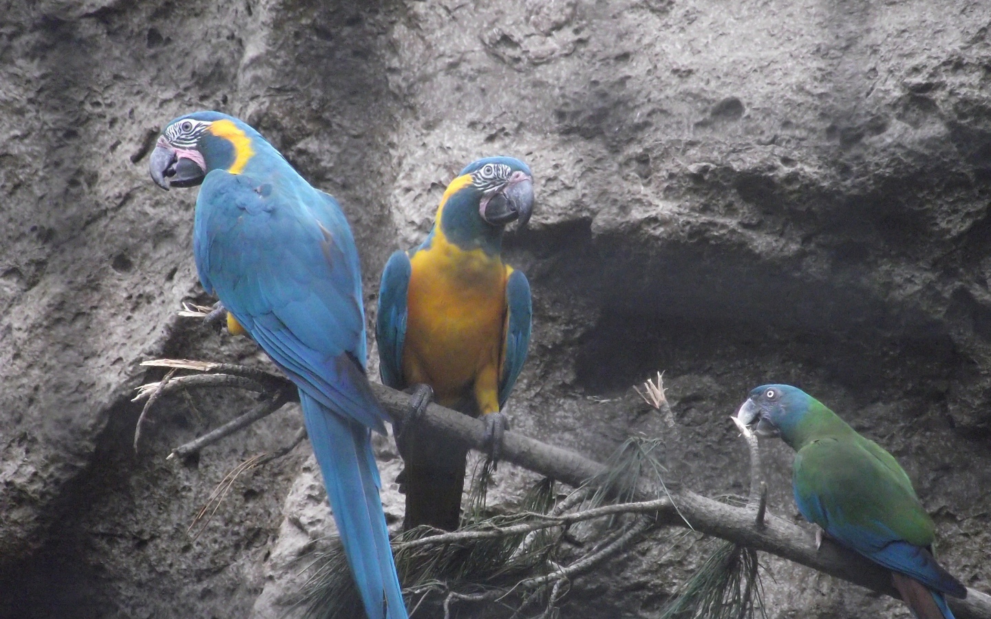 Попугаи сидят на ветке