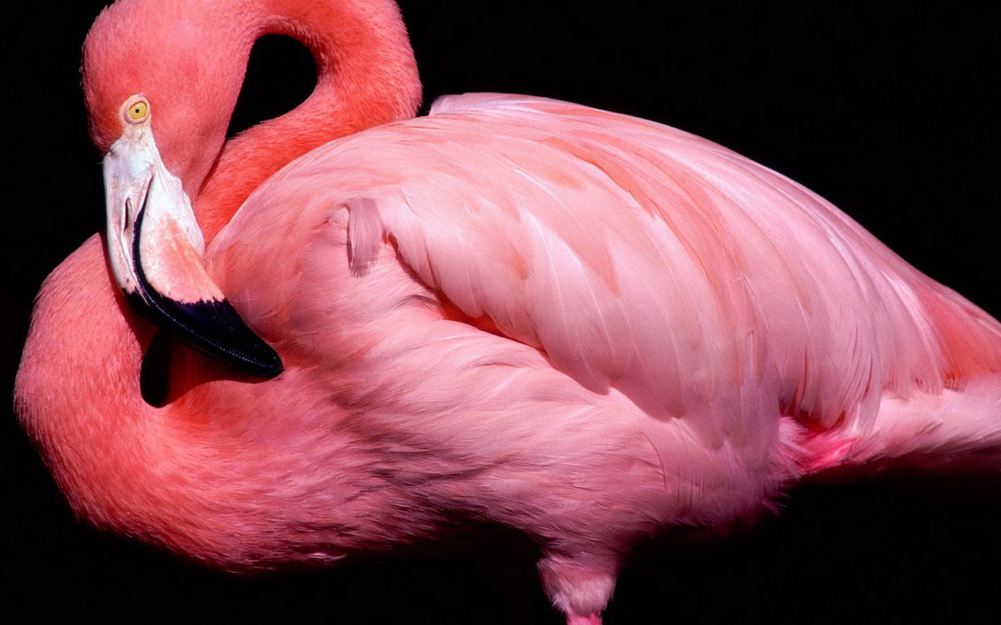 Розовый фламинго на черном фоне