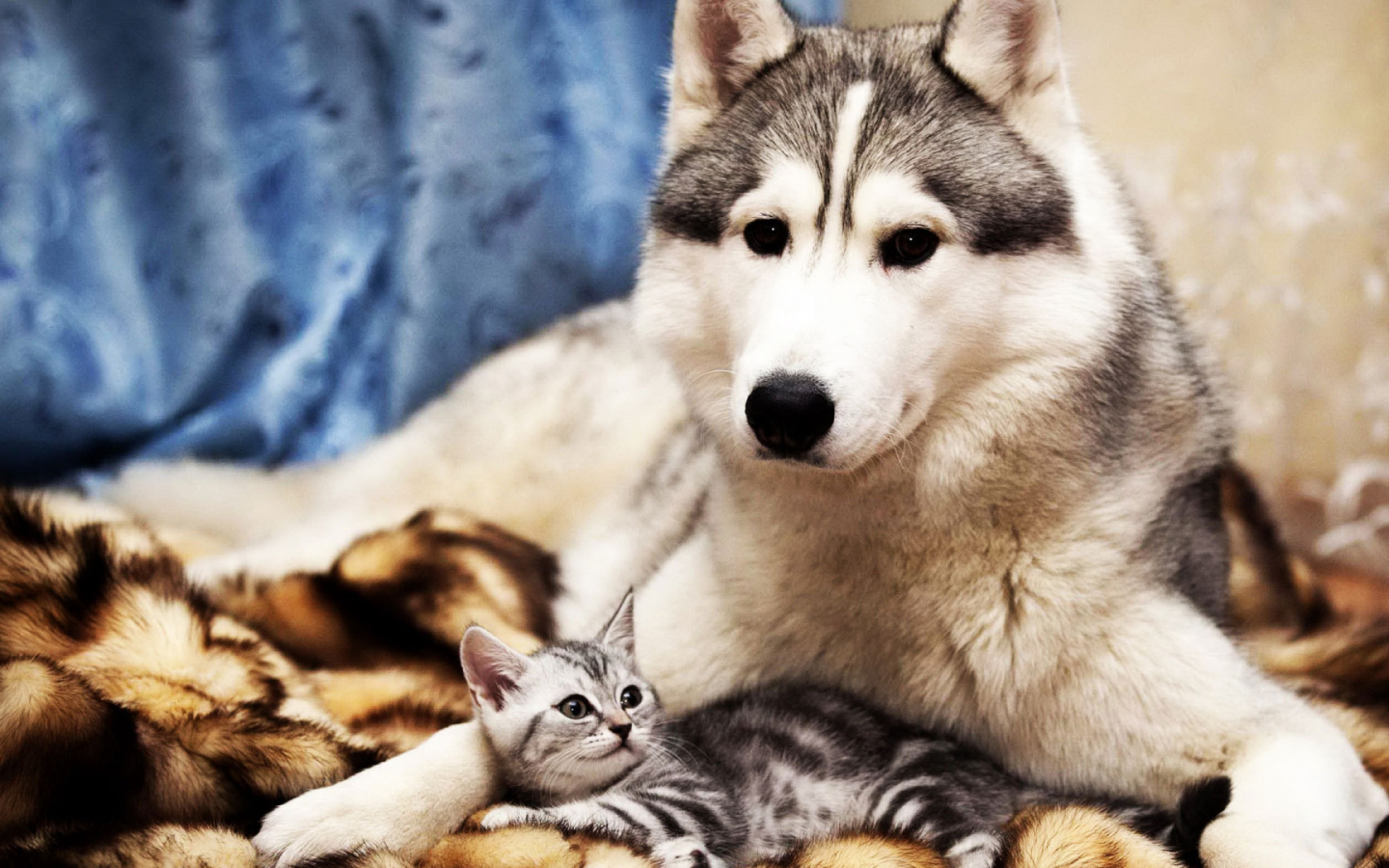 Большой пёс и маленький кот