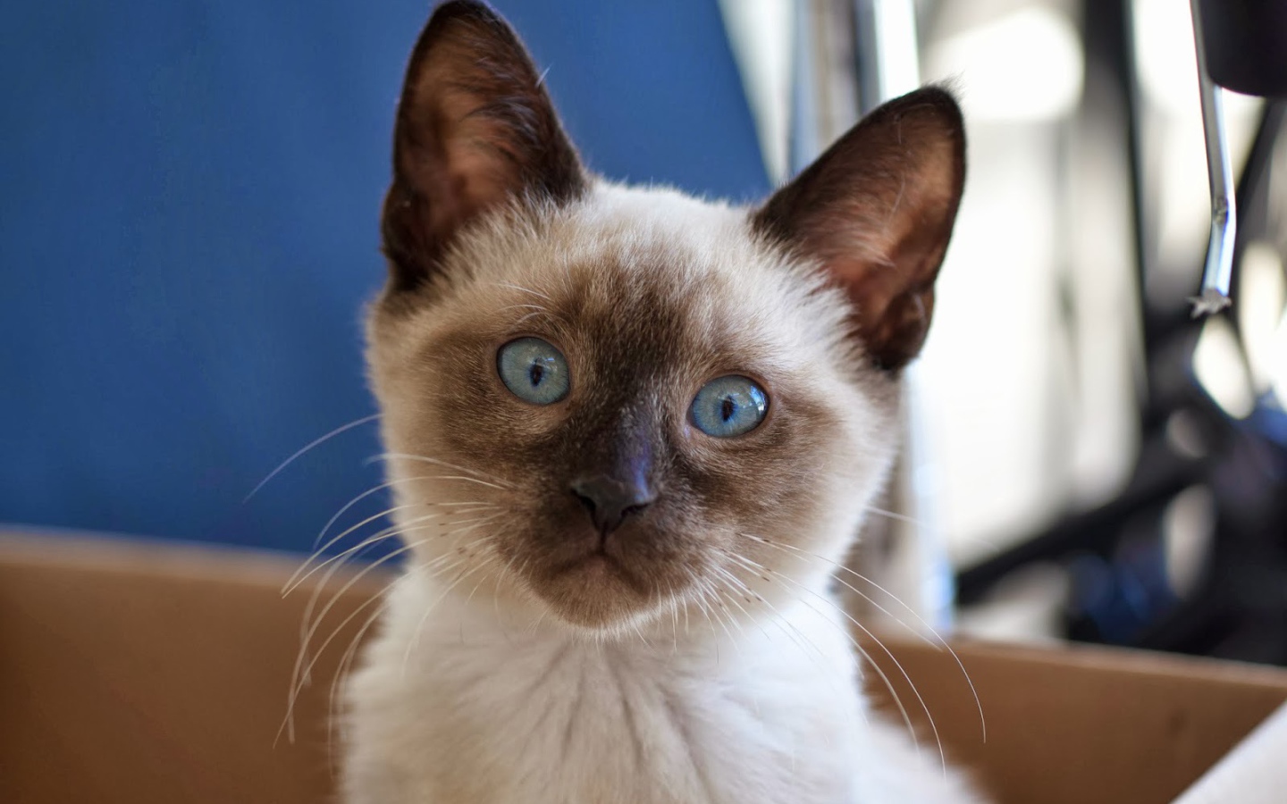 Маленький удивлённый сиамский кот