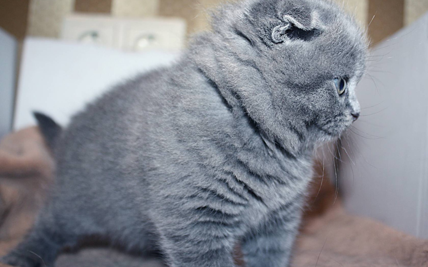 Маленький серый шотландский вислоухий кот