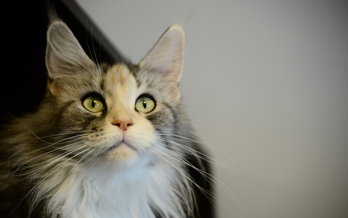 Молодой кот мейн-кун куда-то пристально смотрит