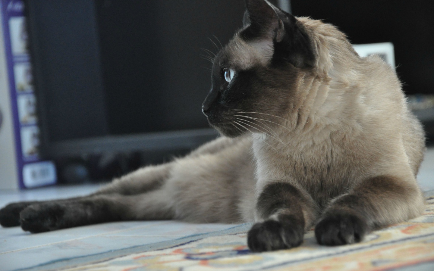 Взрослый сиамский кот отдыхает