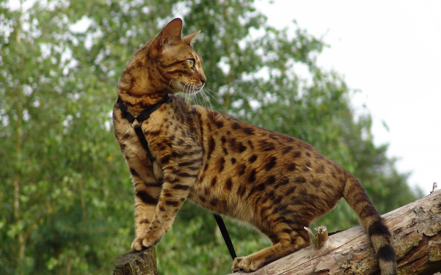 Красивый бенгальский кот на дереве