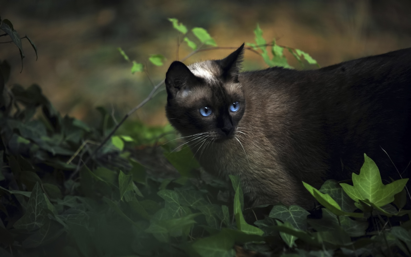 Красивый сиамский кот среди растений