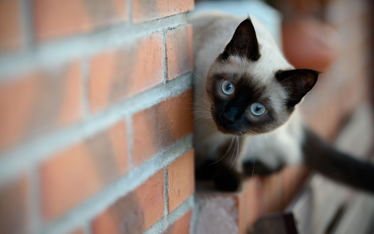 Beautiful Siamese cat peeping