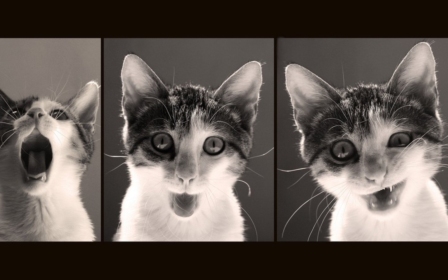 Красивый кот и его мимика