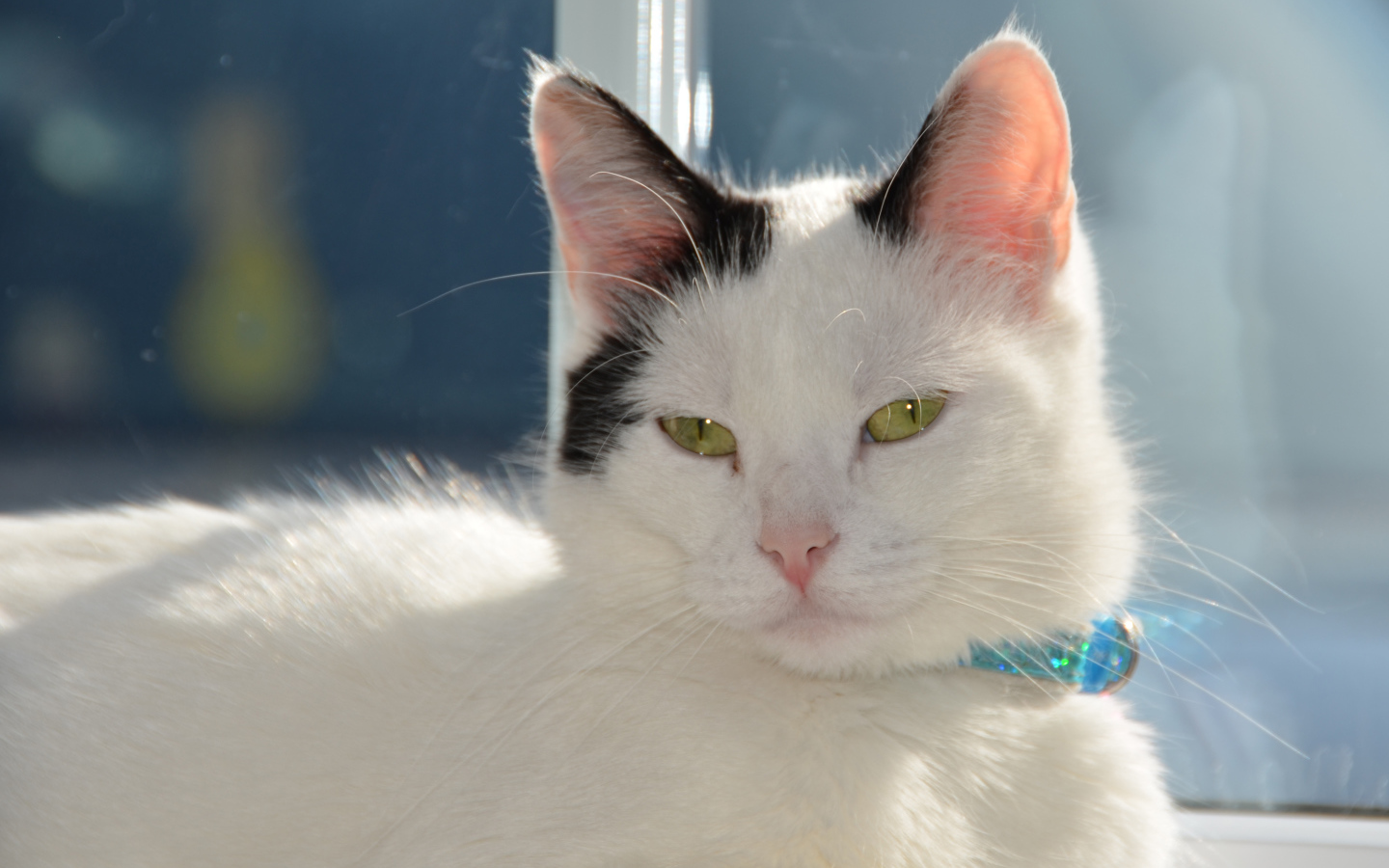 Красивый кот с голубым ошейником