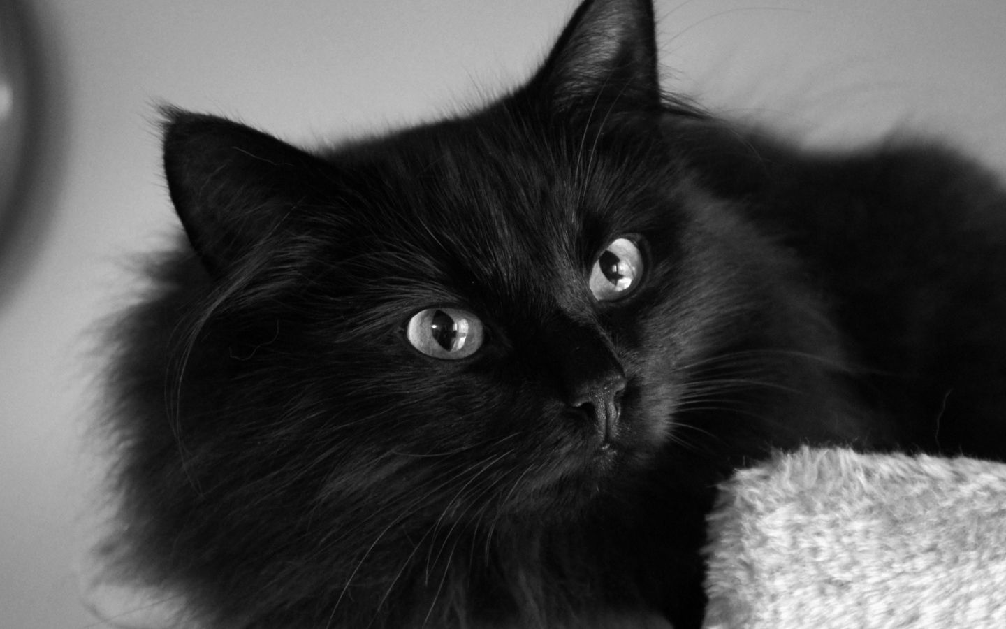 Пушистый красивый чёрный кот