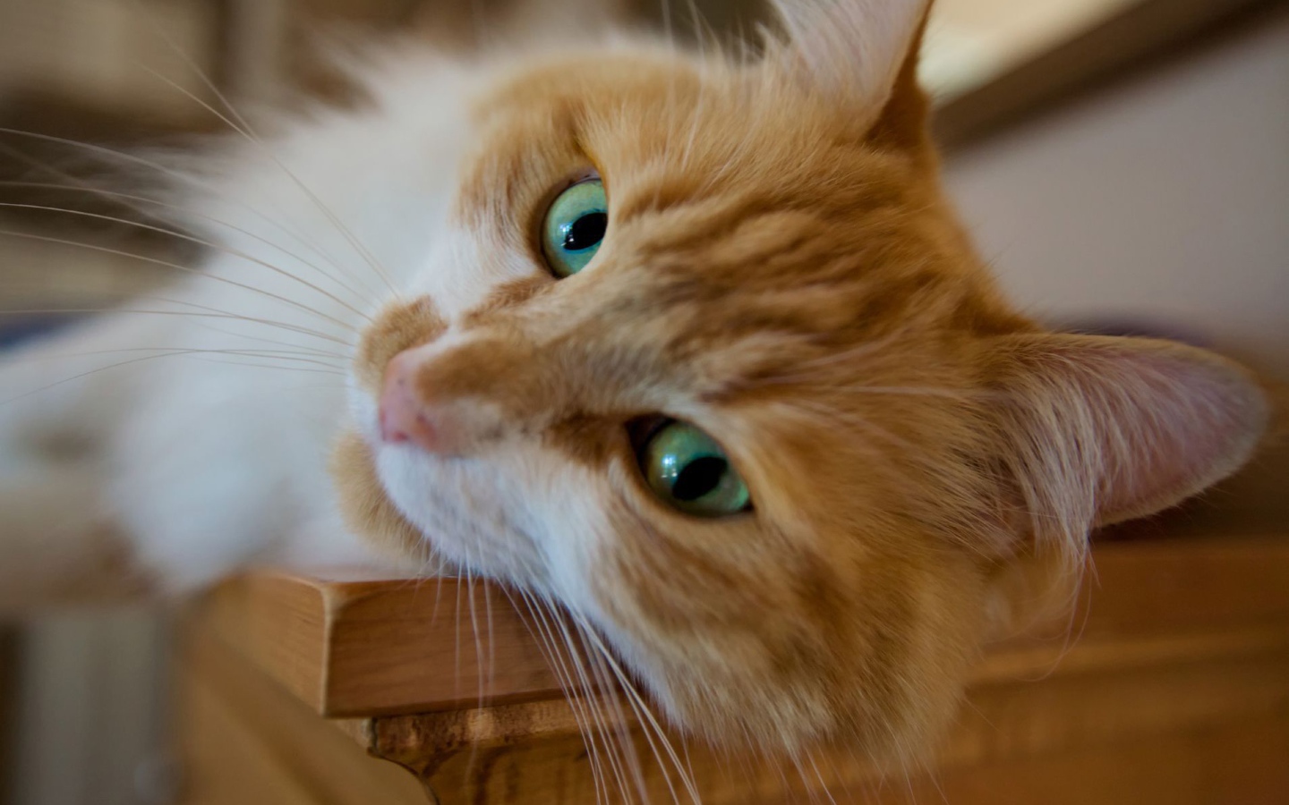 Красивый рыжий зеленоглазый кот мейн-кун крупным планом