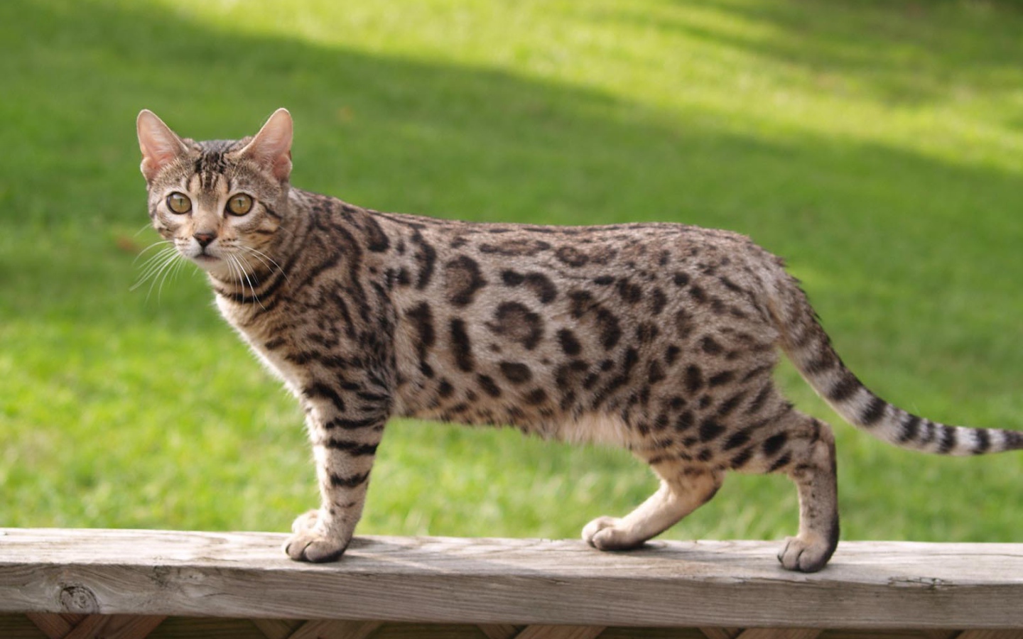 Бенгальский кот на заборе