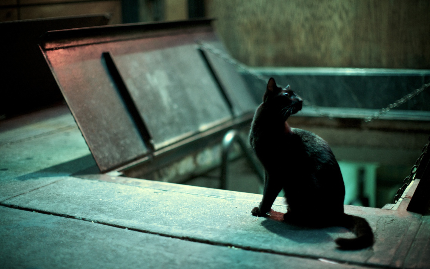 Black Cat saw someone
