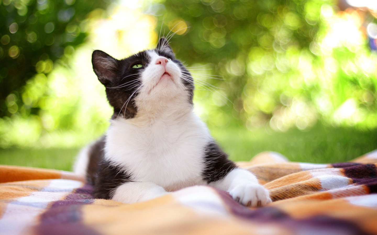 Чёрно-белый кот на природе