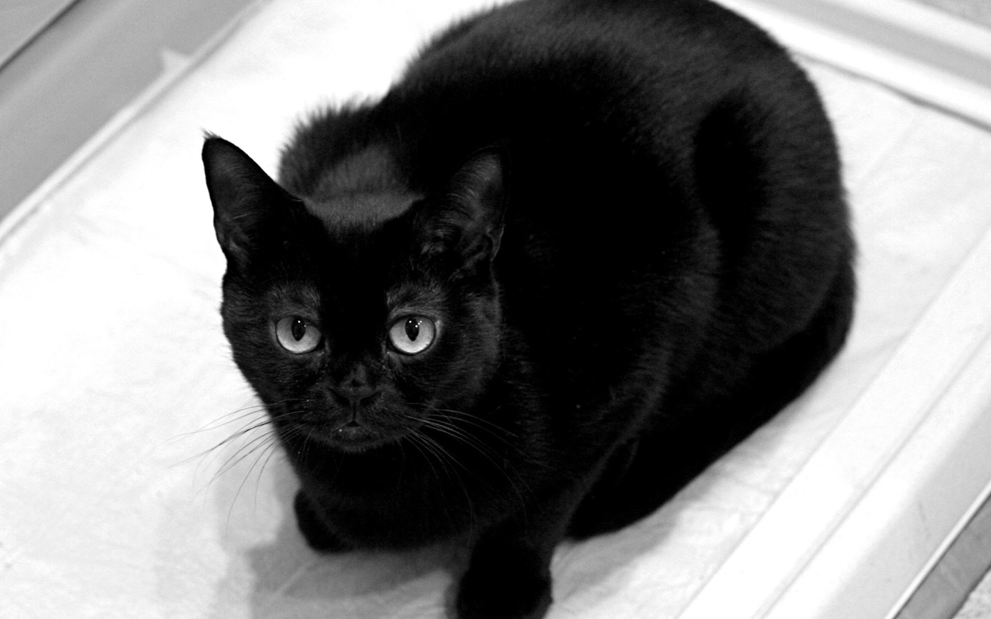 Чёрный кот смотрит на фотографа