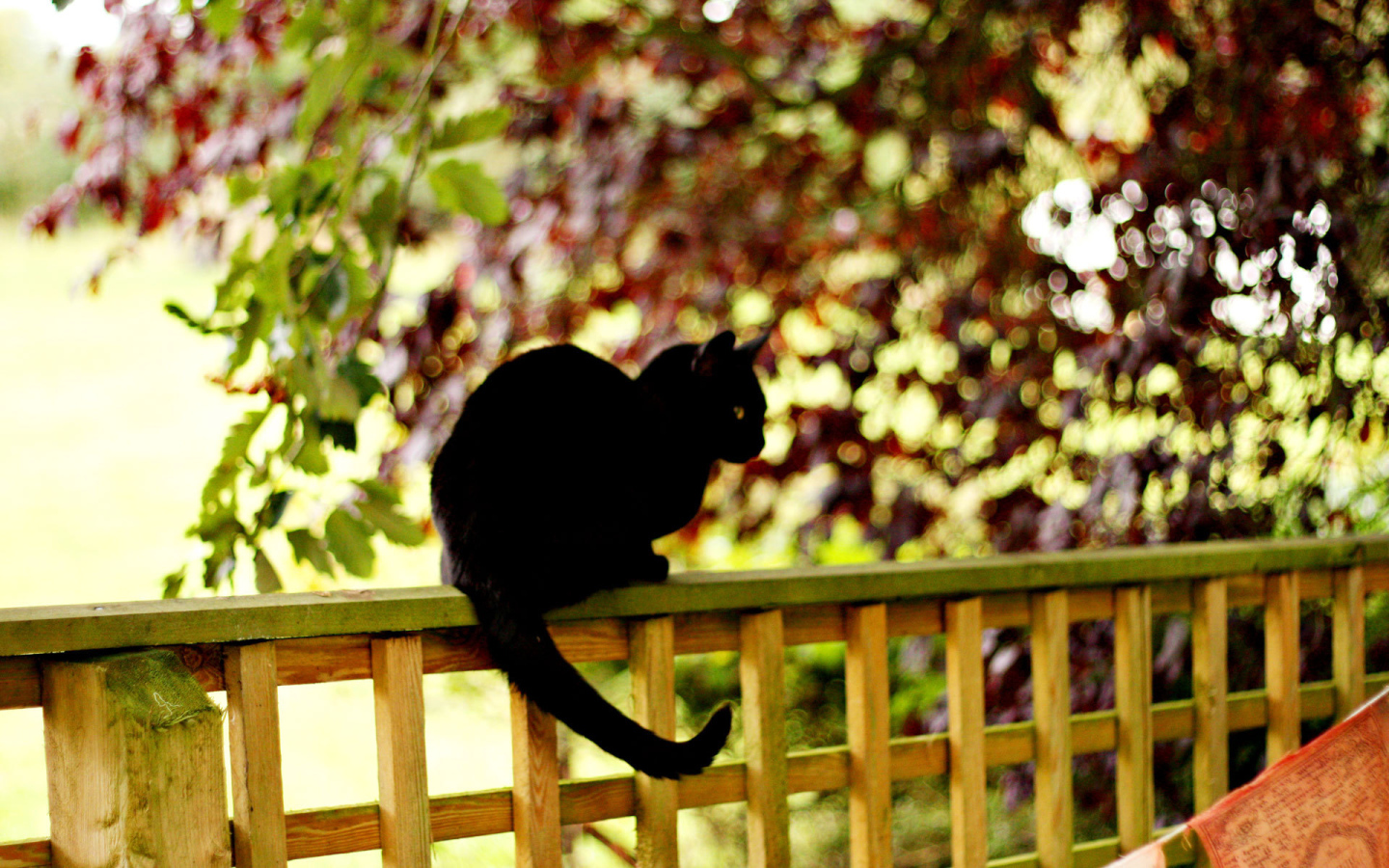 Чёрный кот на заборе