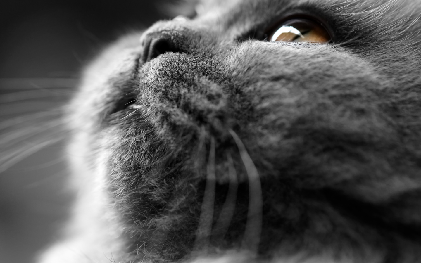 Британский кот крупным планом