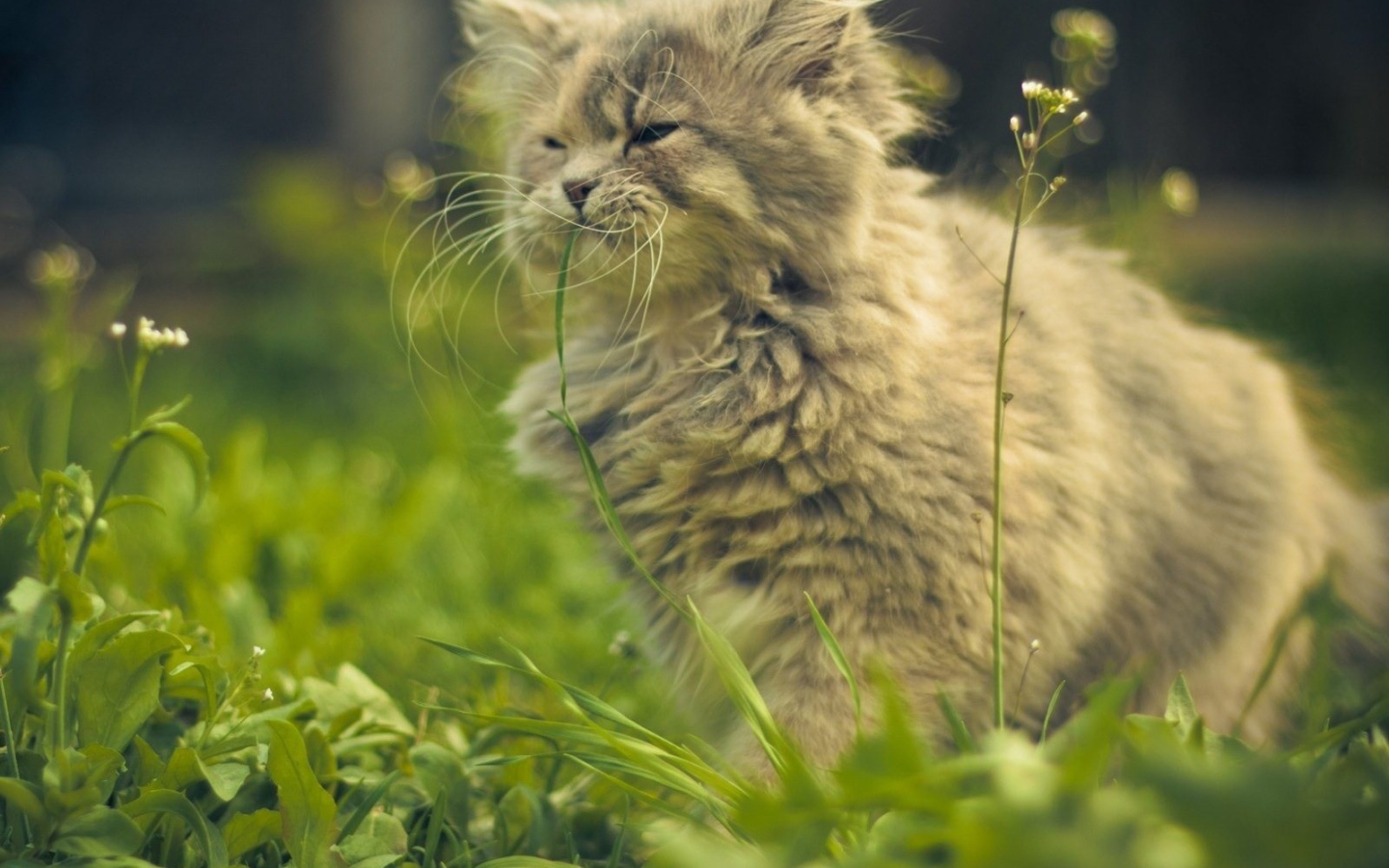 Кошка ест цветы