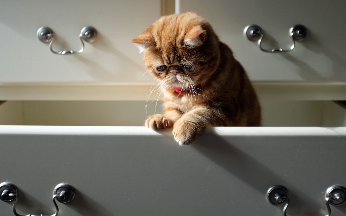 Кот в ящике комода