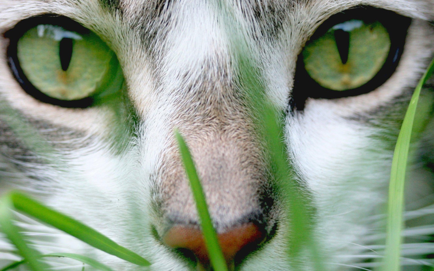 Кошачий пронзительный взгляд