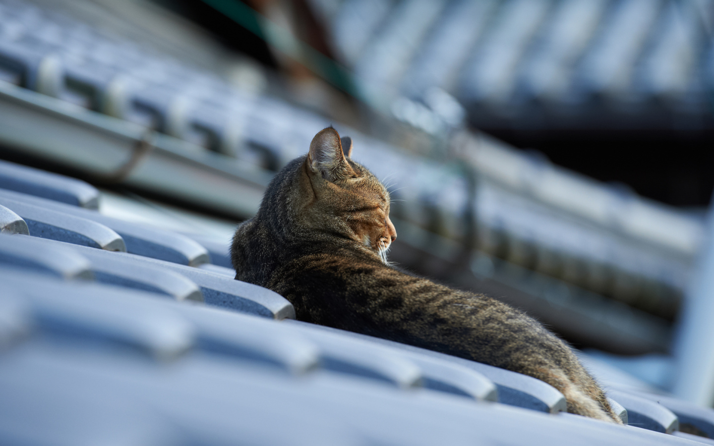 Кот спит на крыше