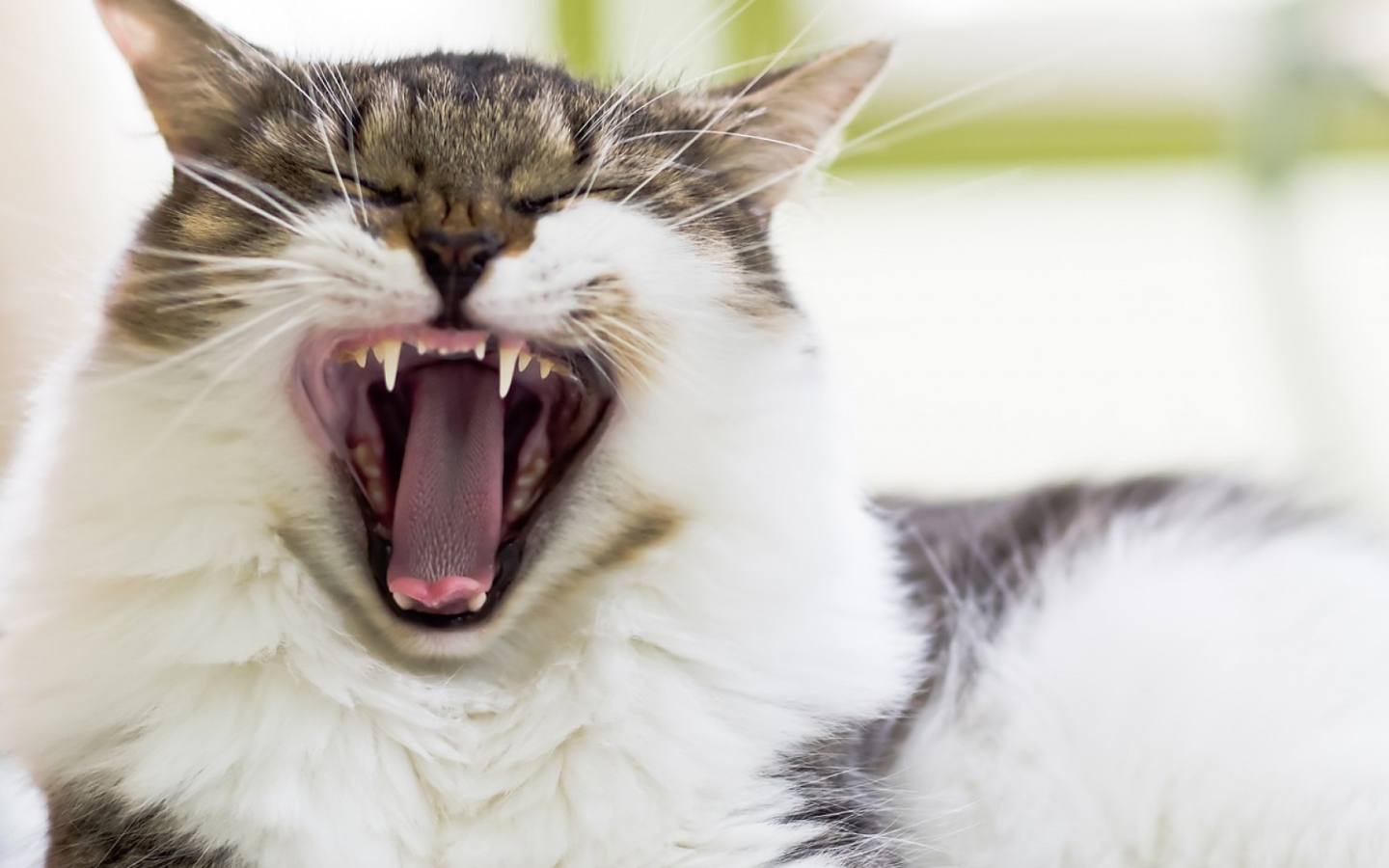 Кот берет на испуг