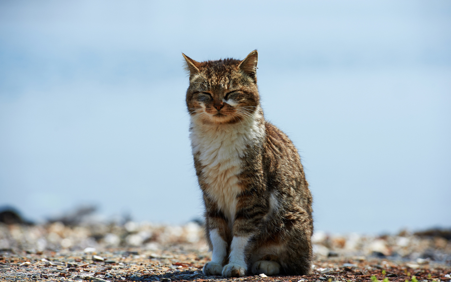 Кот пригрелся на солнце