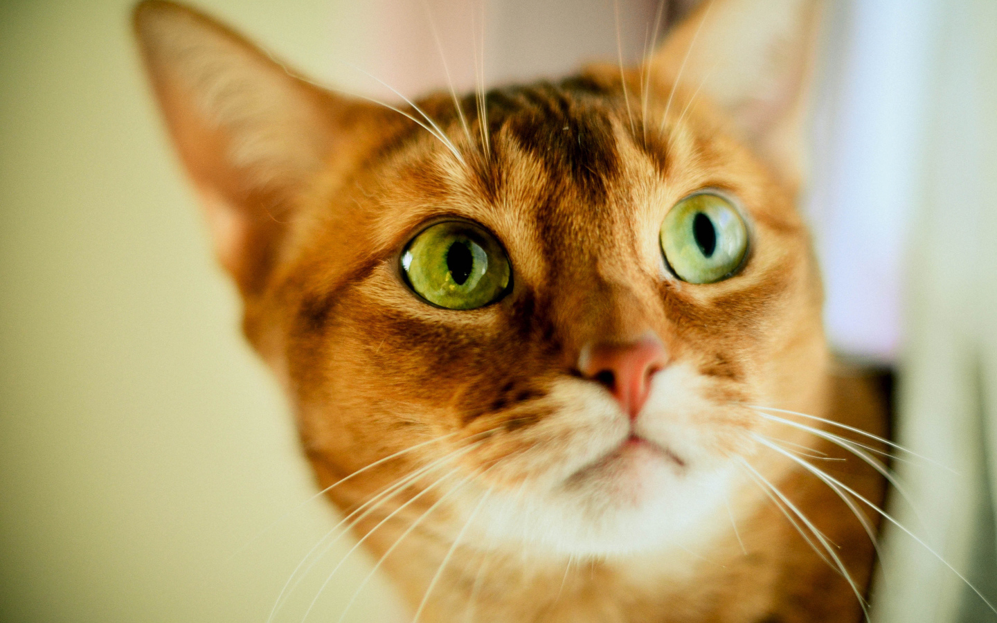 Кот с зелеными глазами