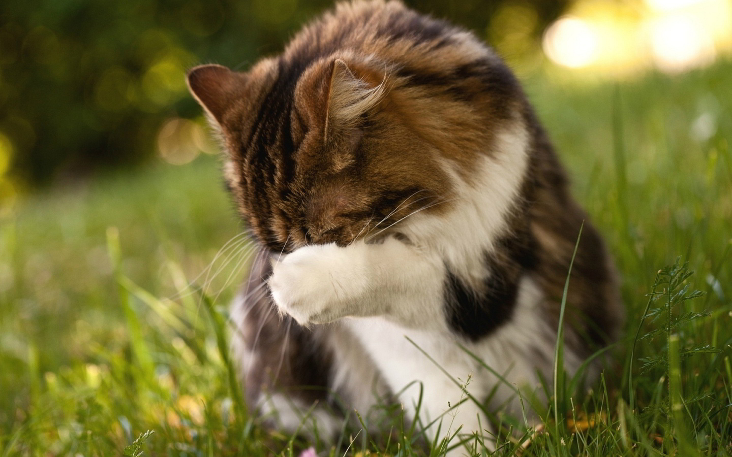 Пушистому коту стыдно